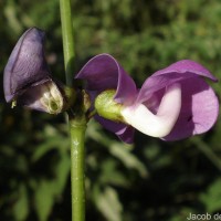 Lablab purpureus (L.) Sweet